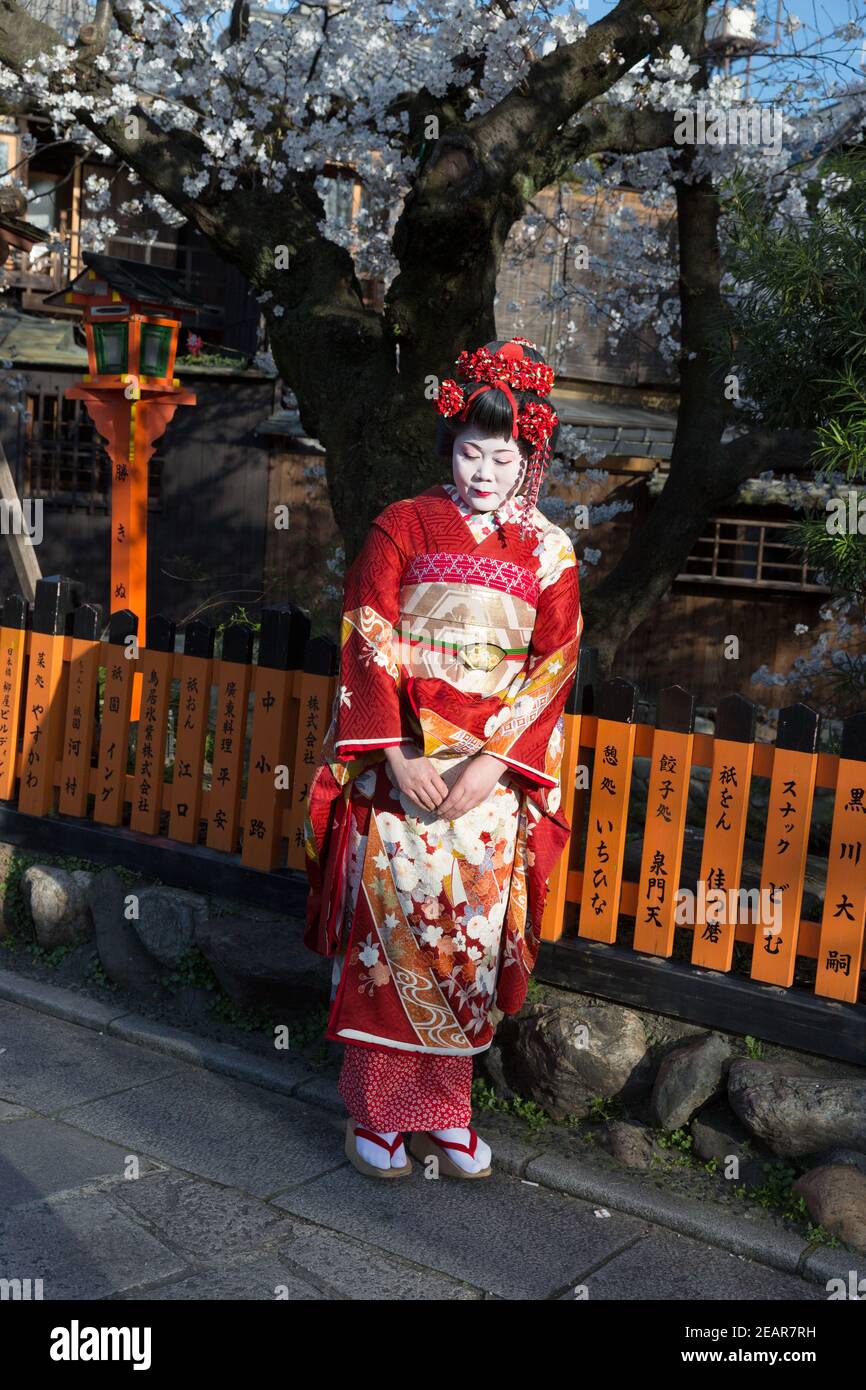 Kyoto Japan Woman dressed as Geisha poses with Cherry Blossoms on Shirakawa-minami Dori Stock Photo