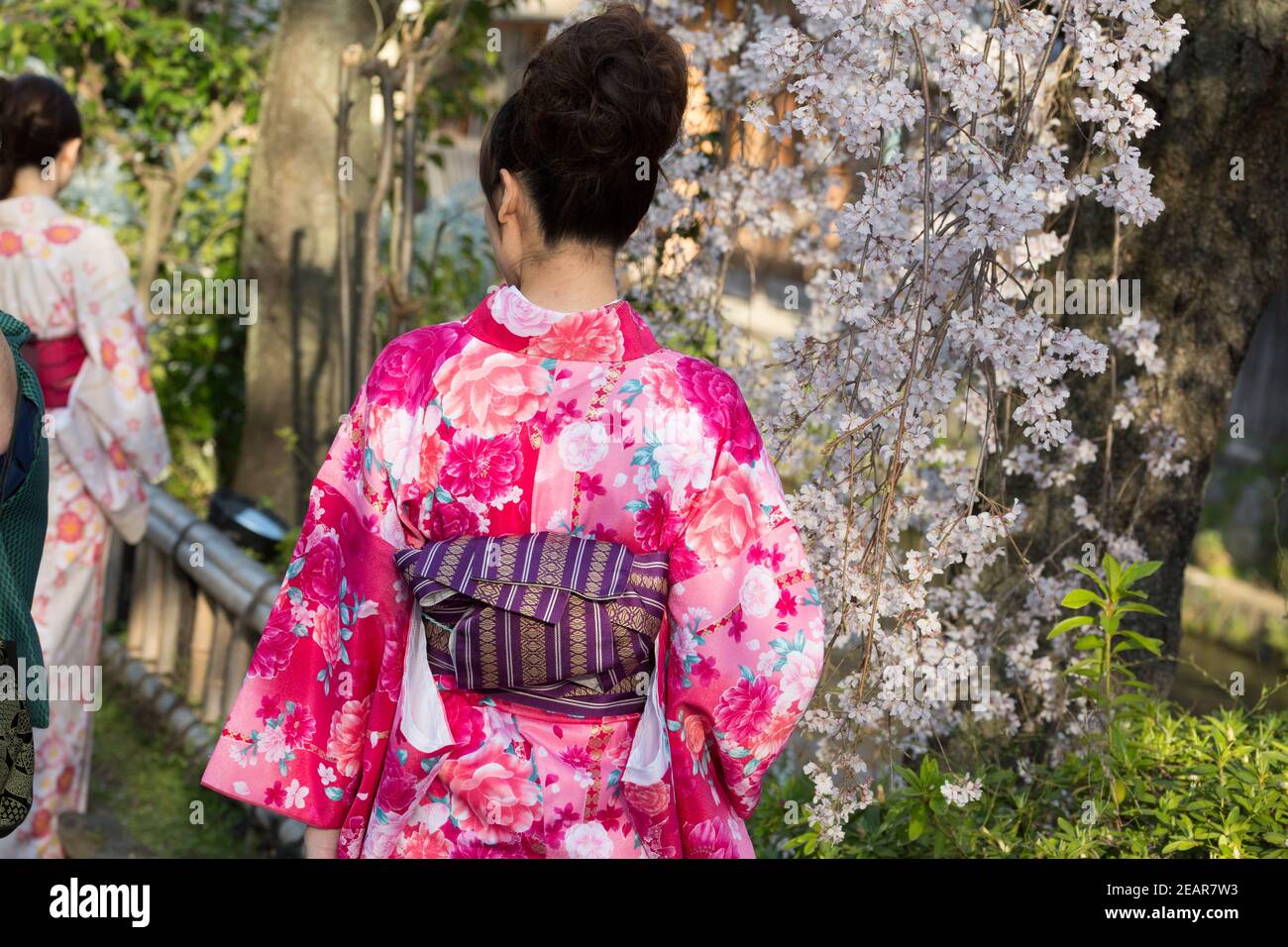 Kyoto Japan Shinbashi Dori Street: Woman in colorful traditional Kimono walking on Shirakawa Dori Street underneath cherry blossoms (Sakura). Stock Photo
