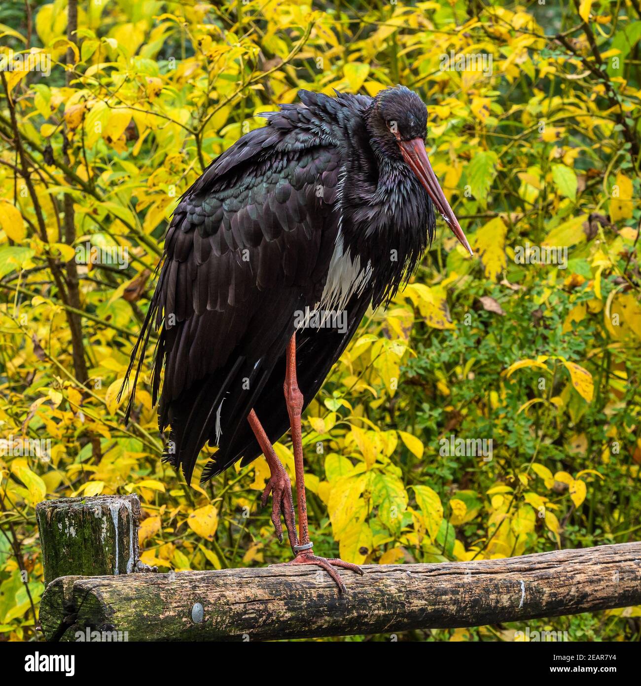 The Black stork, Ciconia nigra is a large bird in the stork family Ciconiidae. Stock Photo