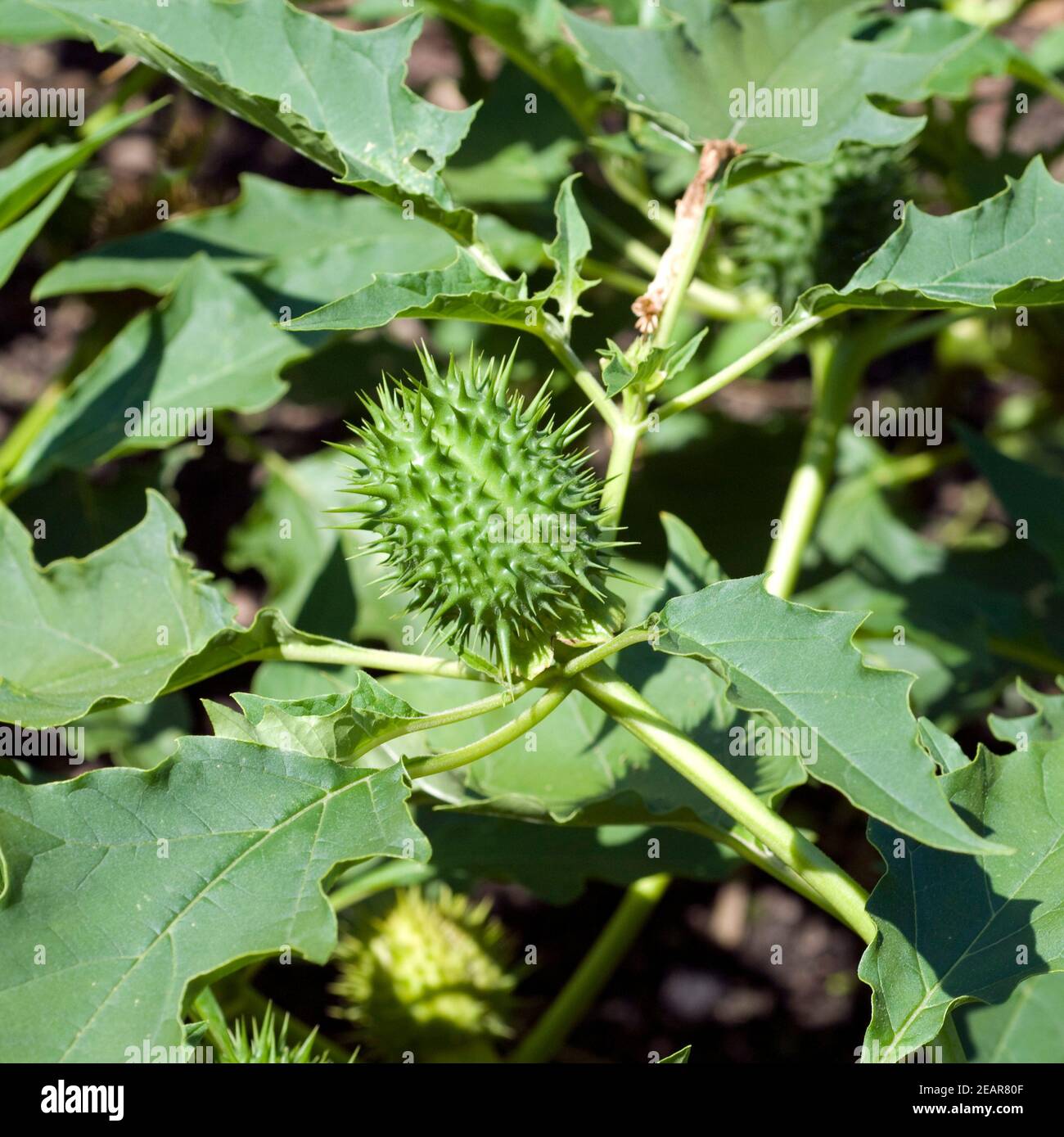 Stechapfel, Datura Stramonium Stock Photo