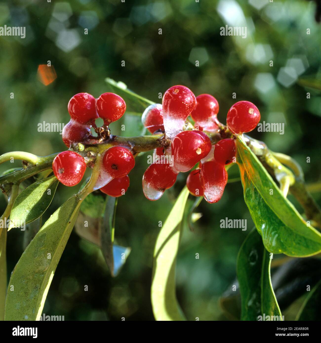 Stechpalme, Ilex aquifolium Stock Photo