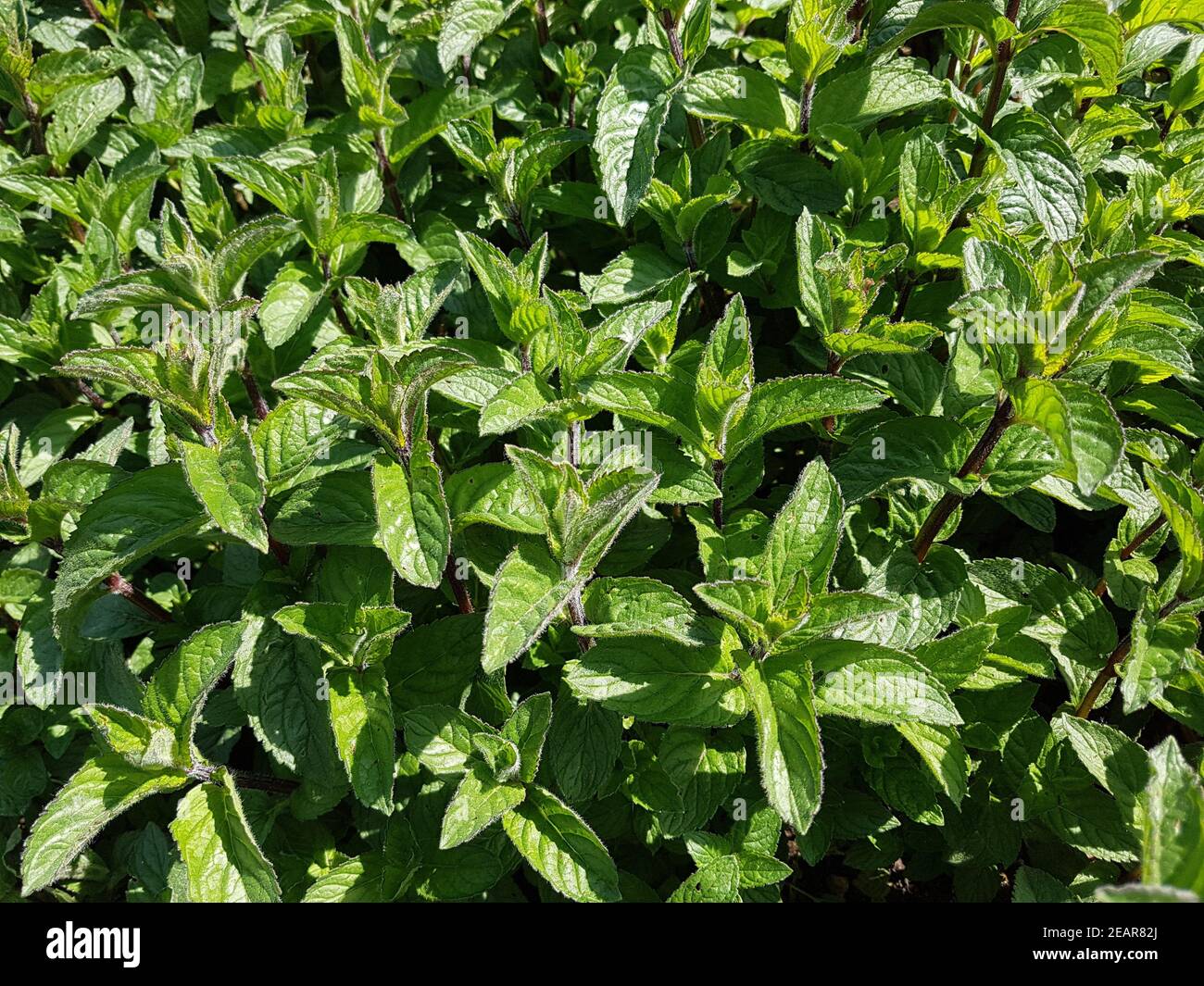 Листья мяты перечной. Мята перечная - Mentha piperita l.. Мята перечная Фармакогнозия. Мята перечная листья ГФ. Мята перечная (Méntha piperíta l.).