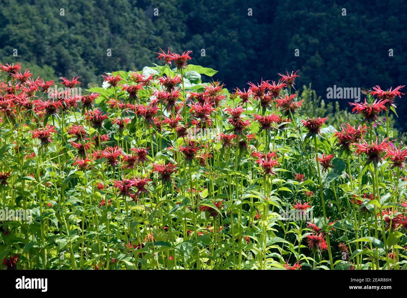 Goldmelisse Monarda didyma Stock Photo