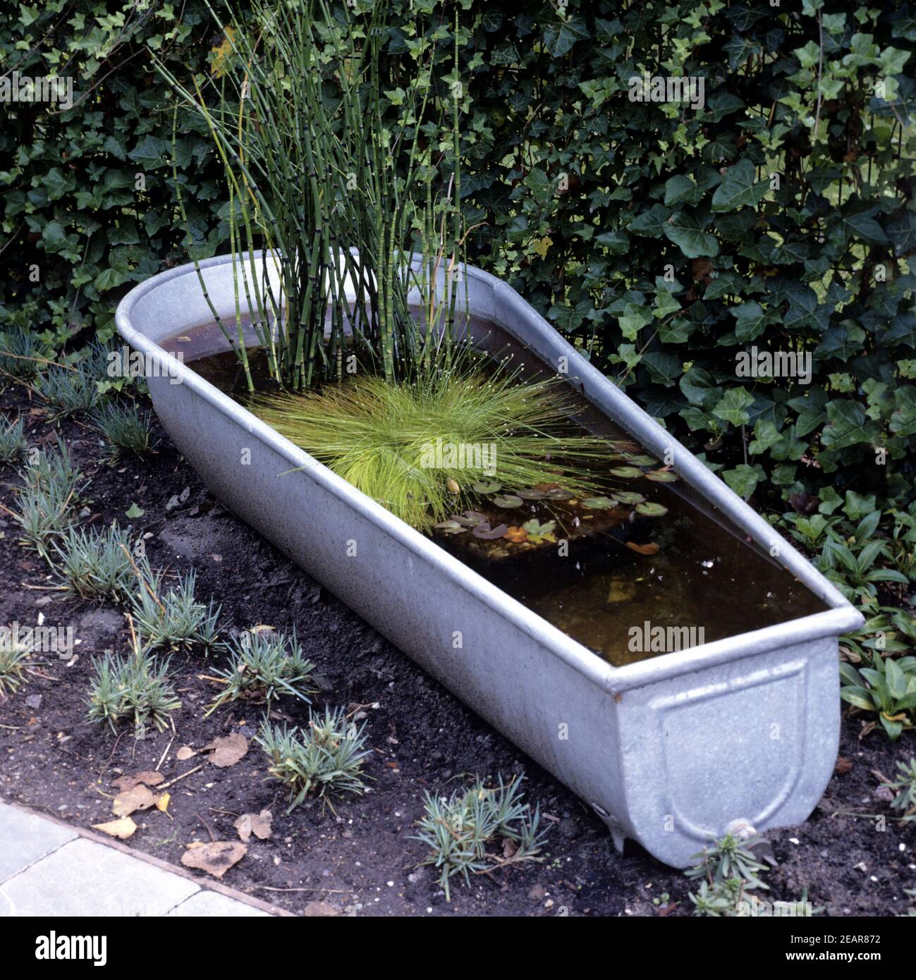 Zinkwanne als Miniaturgartenteich Stock Photo Alamy