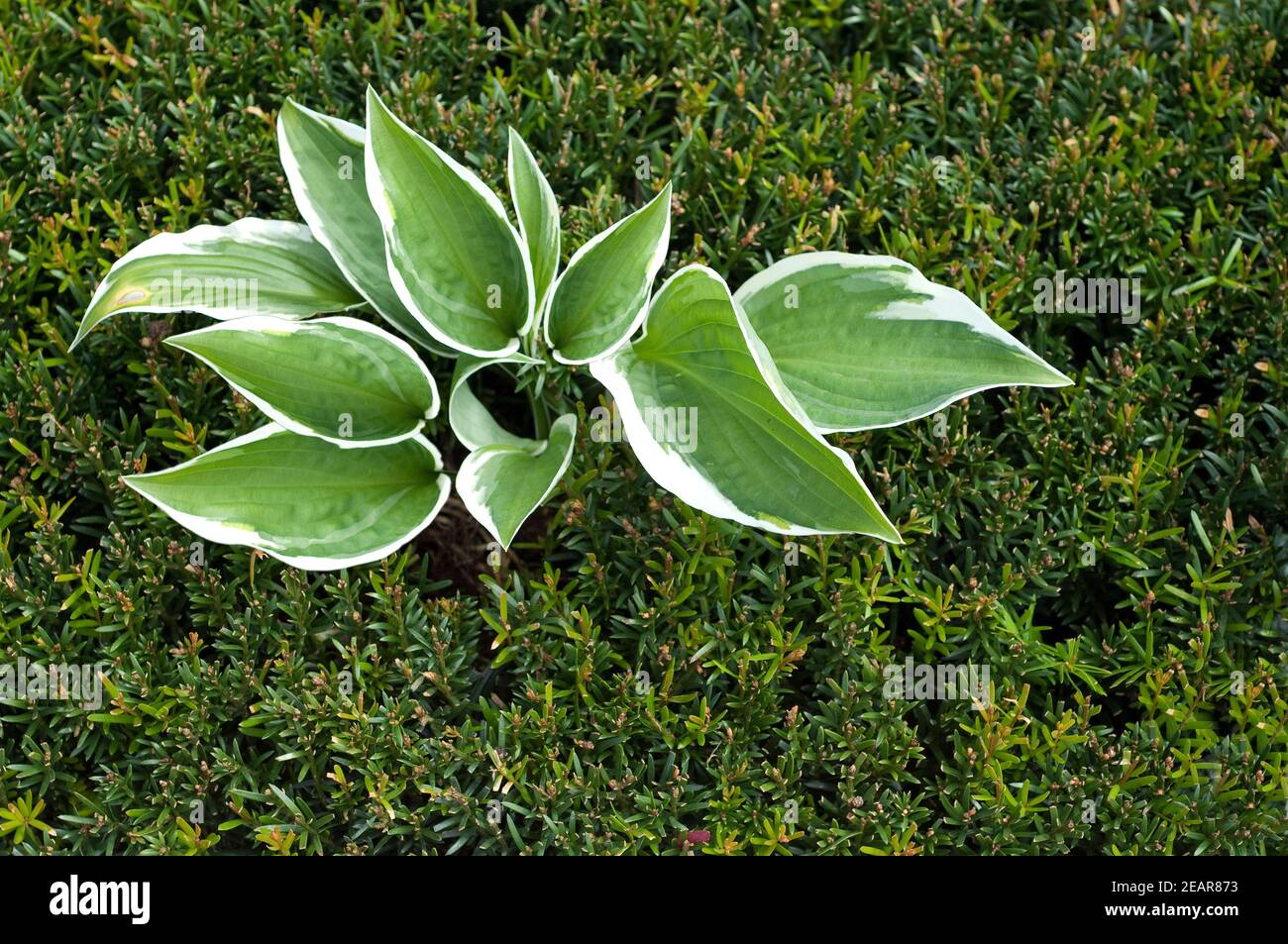 Mini-Eibe, Taxus baccata Stock Photo
