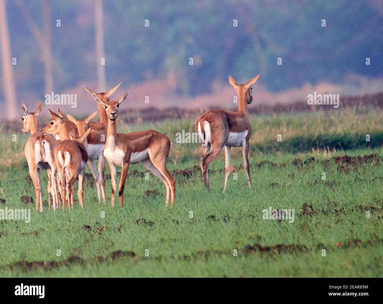 Blackbuck/Indian Antelope Stock Photo