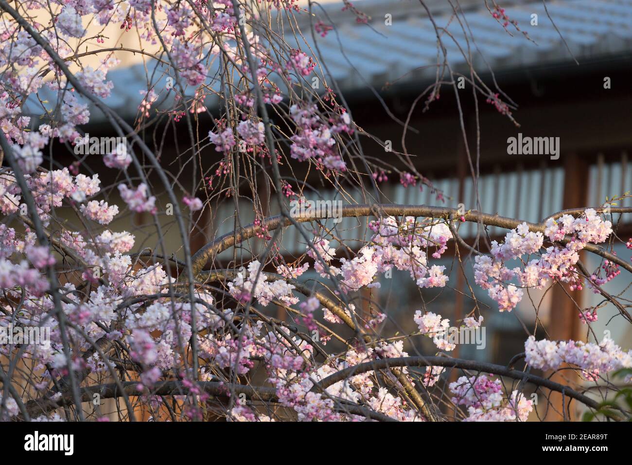 Kyoto Japan Cherry Blossoms hanging over traditional Japanese tiled roof on Shirakawa-minami Dori Stock Photo
