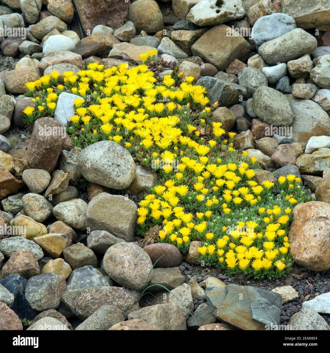 Mittagsblume, Goldnugget Stock Photo