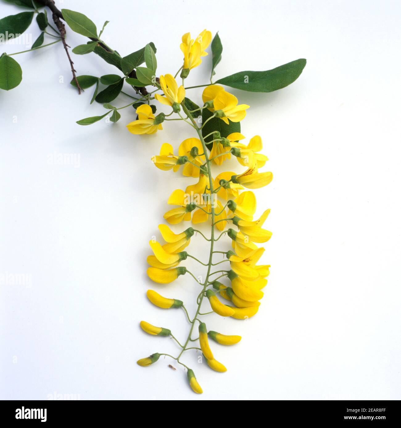 Goldregen, Laburnum vulgare Stock Photo