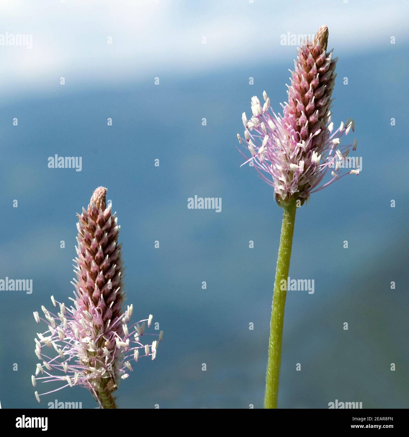 Mittlerer, Wegerich, Plantago, media Stock Photo