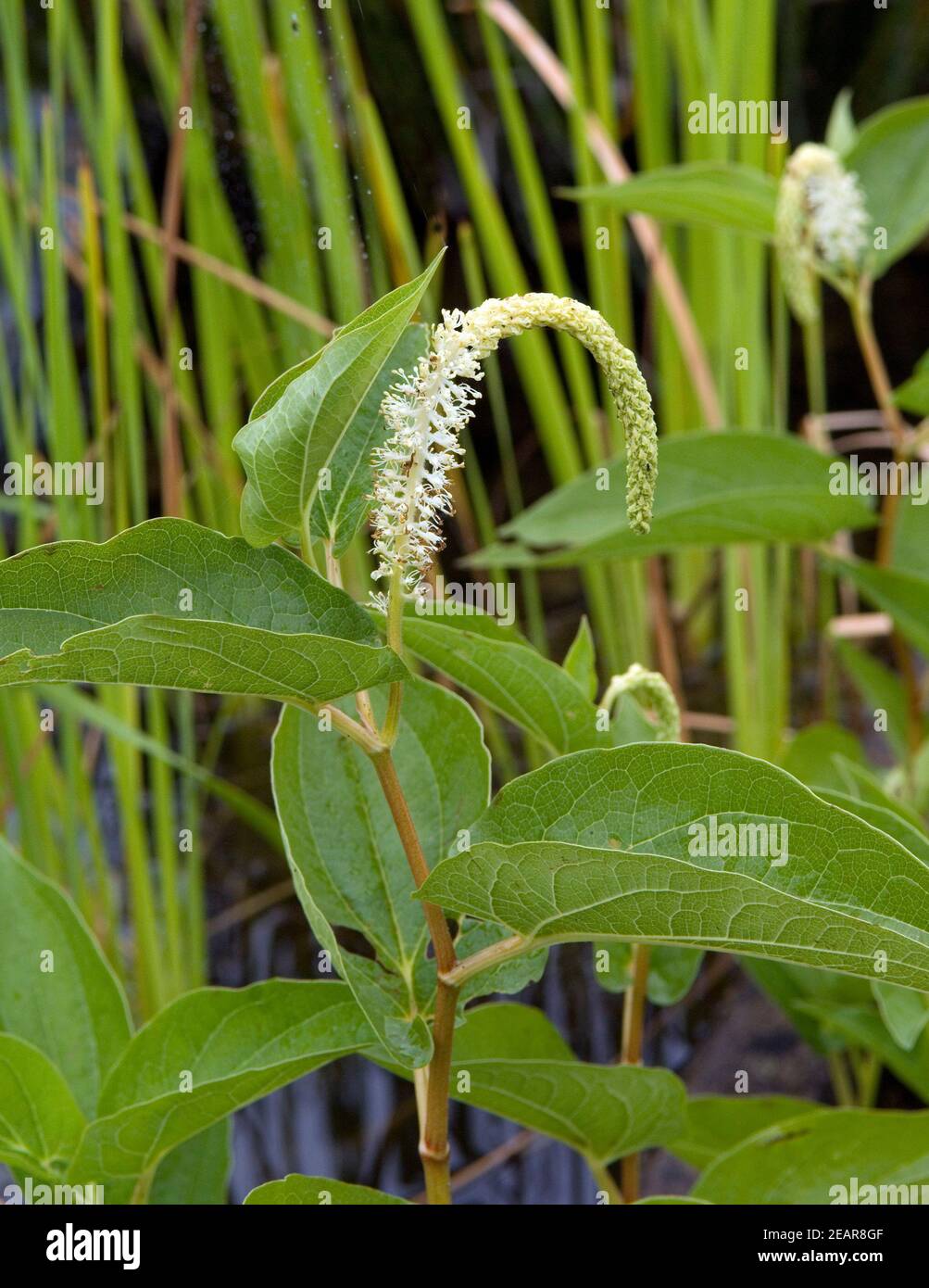 Molchschwanz hires stock photography and images Alamy