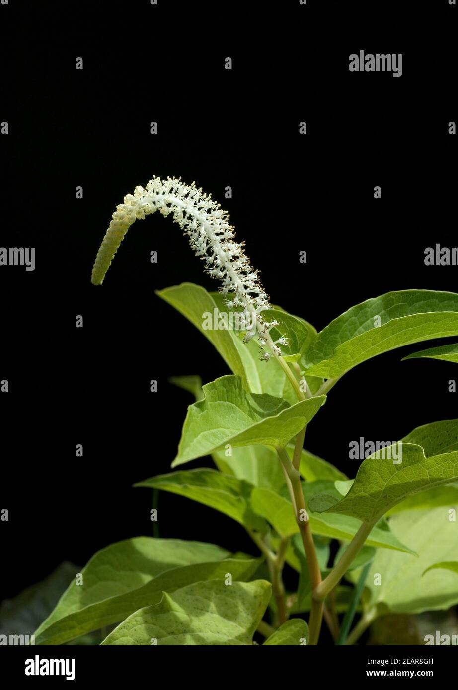 Molchschwanz Saururus cernuus Stock Photo Alamy