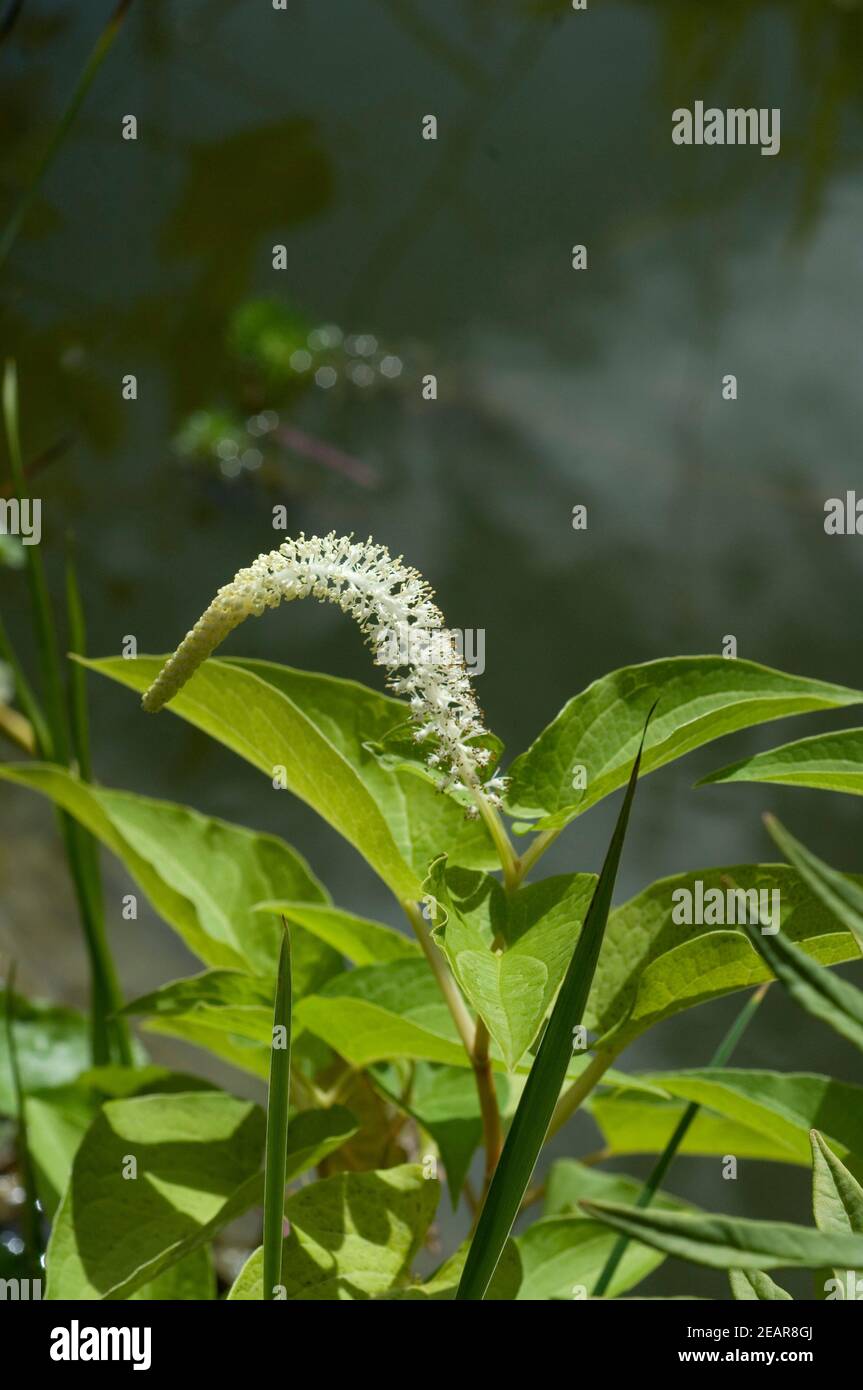 Molchschwanz Saururus cernuus Stock Photo Alamy