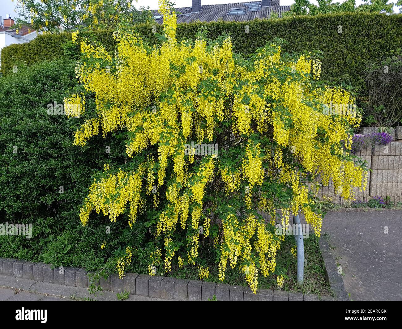 Goldregen Laburnum, vulgare Stock Photo Alamy