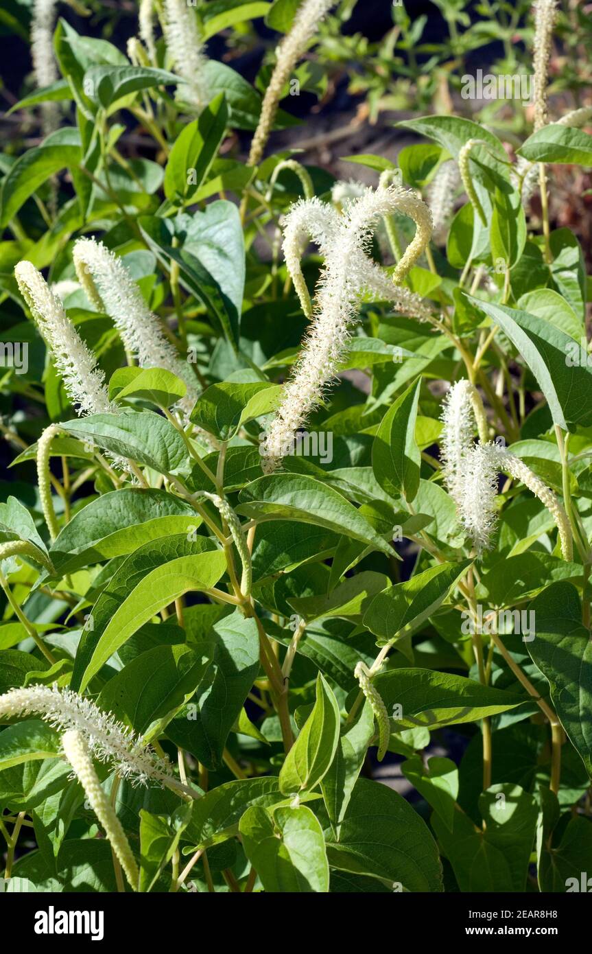 Molchschwanz, Saururus cernuus Stock Photo Alamy