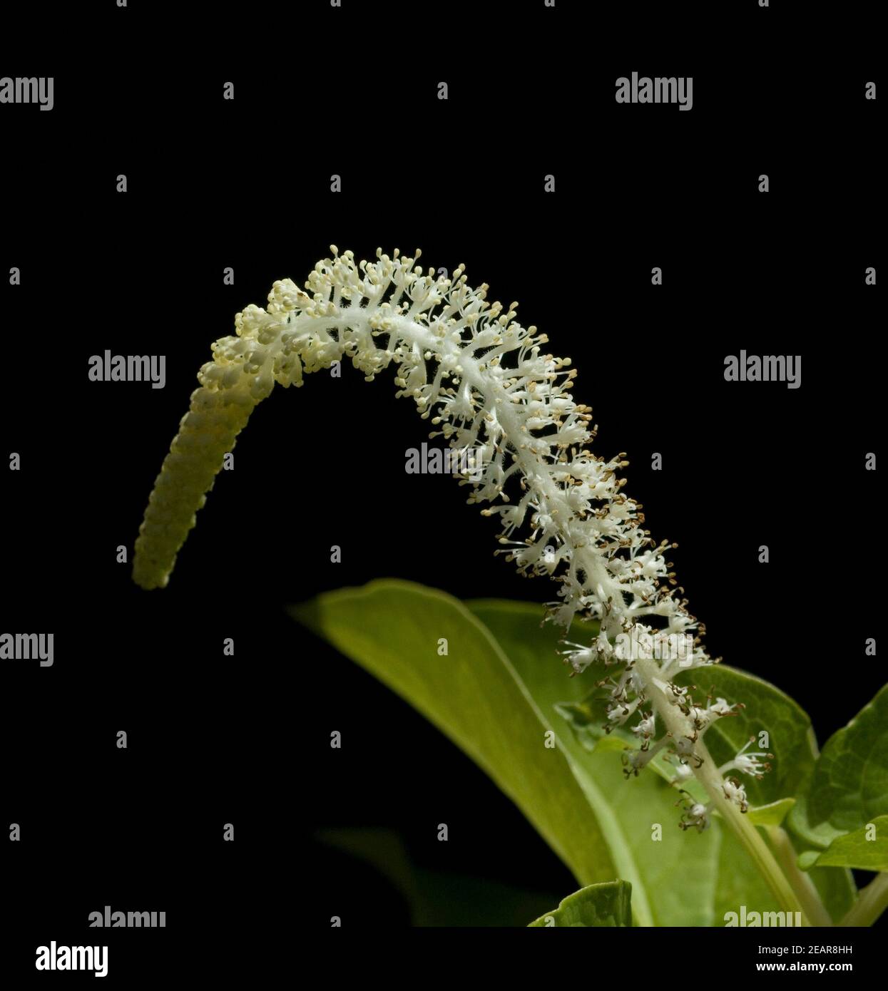 Molchschwanz Saururus cernuus Stock Photo Alamy