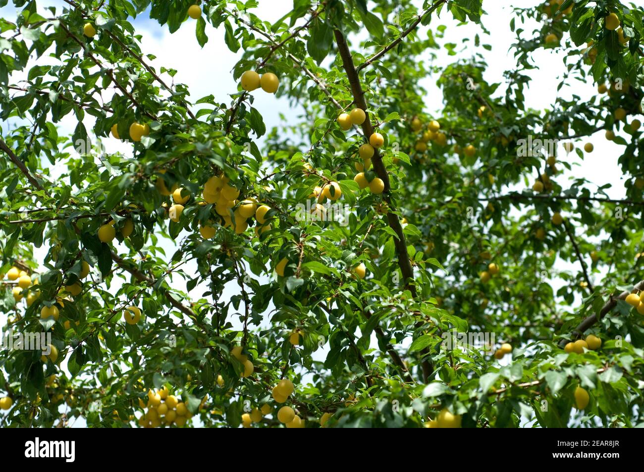 Mirabellen, Prunus domestica subsp. Syriaca Stock Photo
