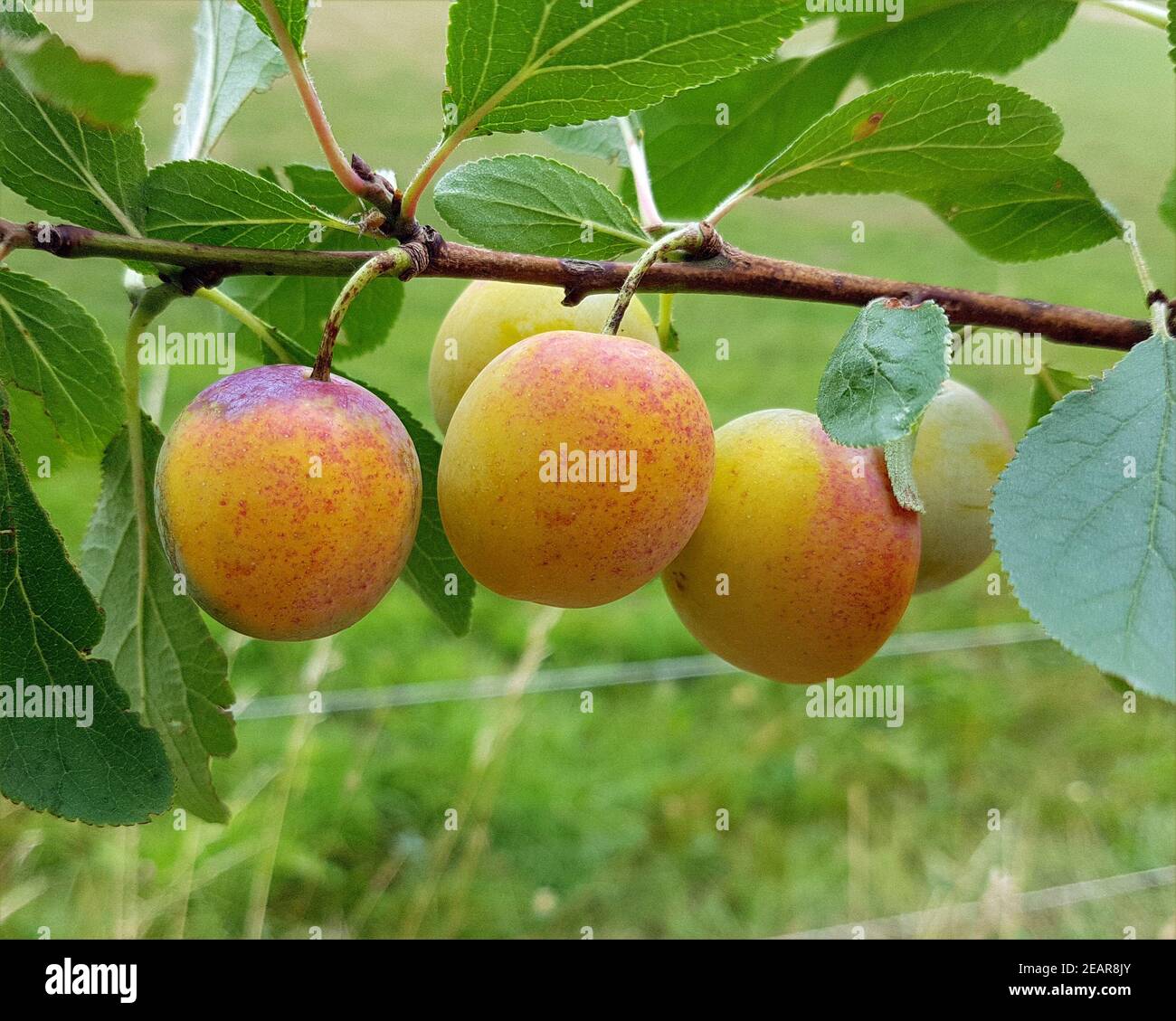 Mirabellen, Prunus Domestica Stock Photo - Alamy