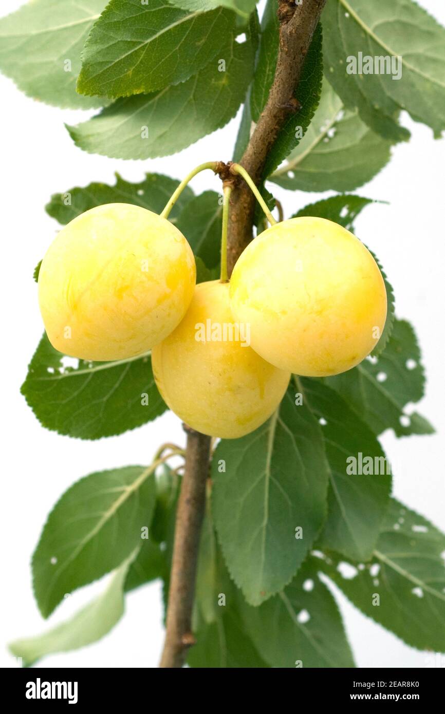 Mirabellen, Prunus domestica subsp. Syriaca Stock Photo
