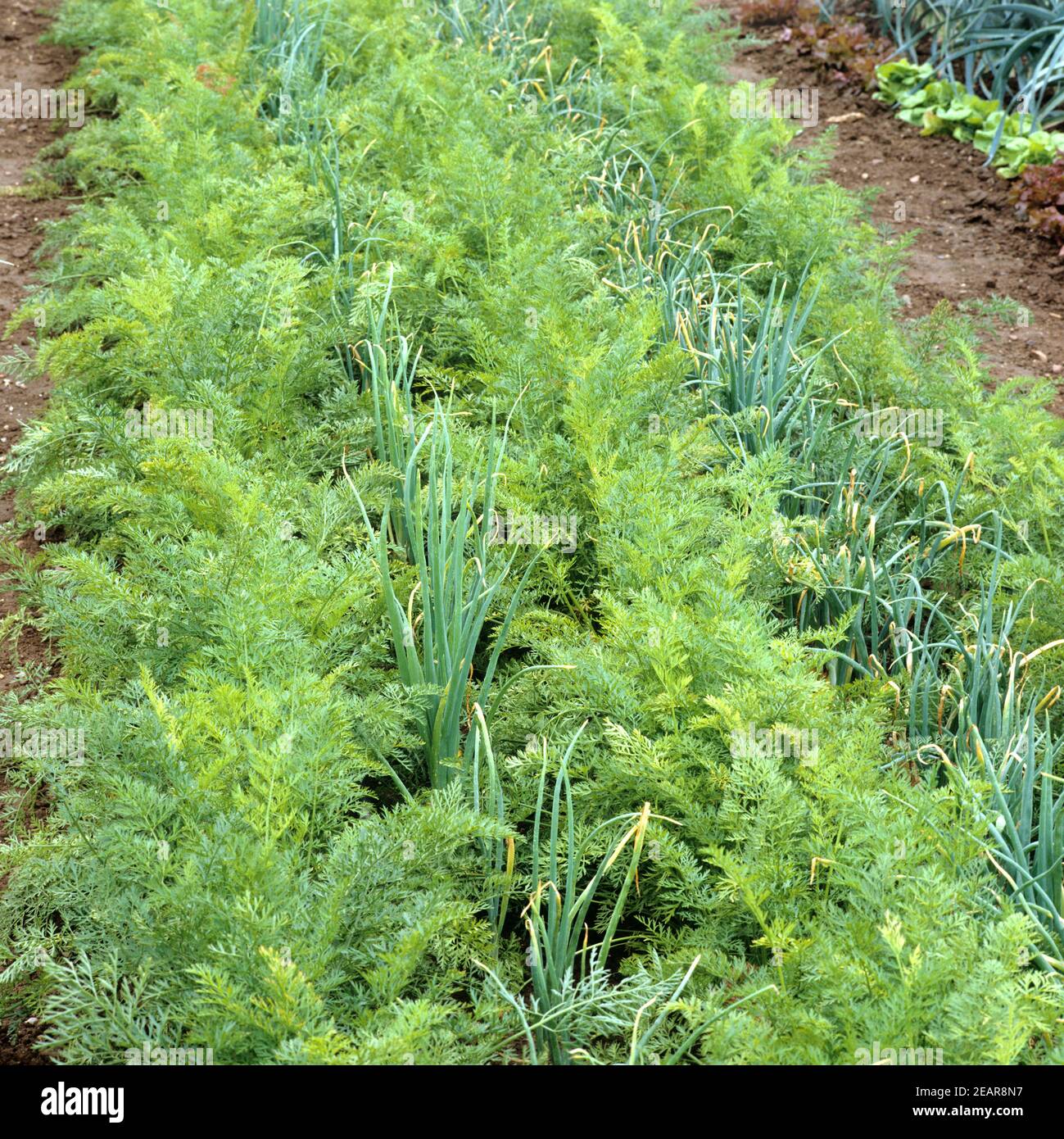 Mischbeet  Karotten, Lauch, Zwiebeln, Mohrrueben Stock Photo