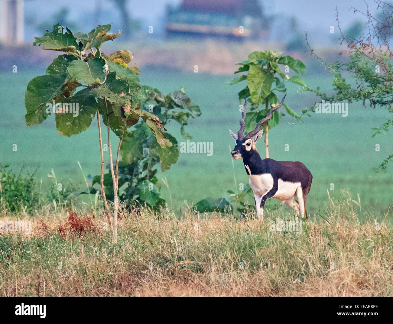 Blackbuck/Indian Antelope Stock Photo