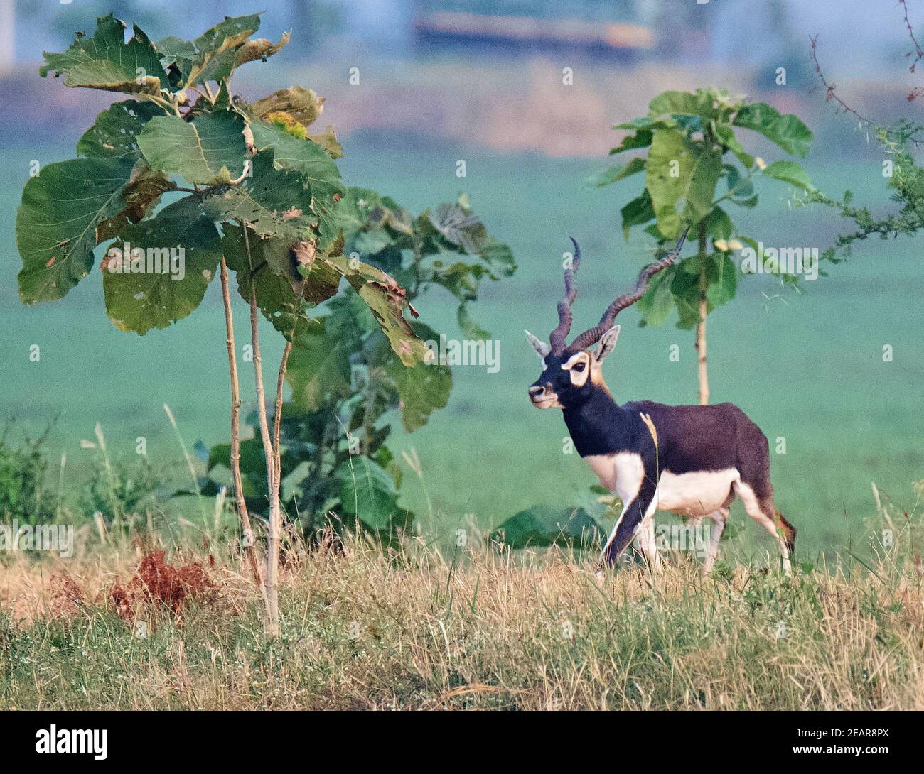 Blackbuck/Indian Antelope Stock Photo