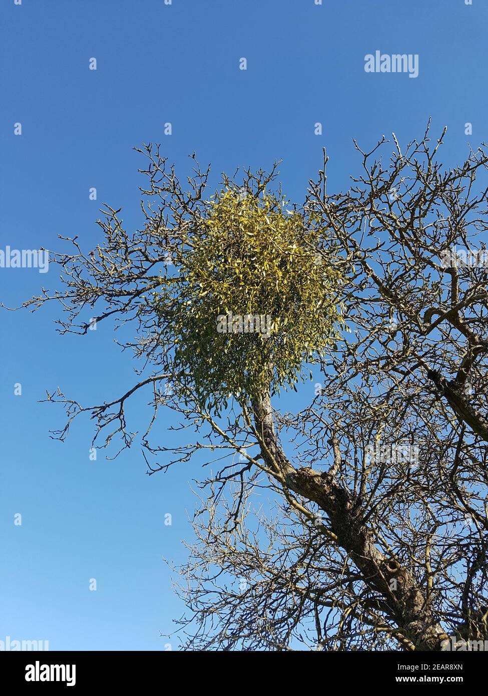 Mistel Viscum, Album Stock Photo - Alamy