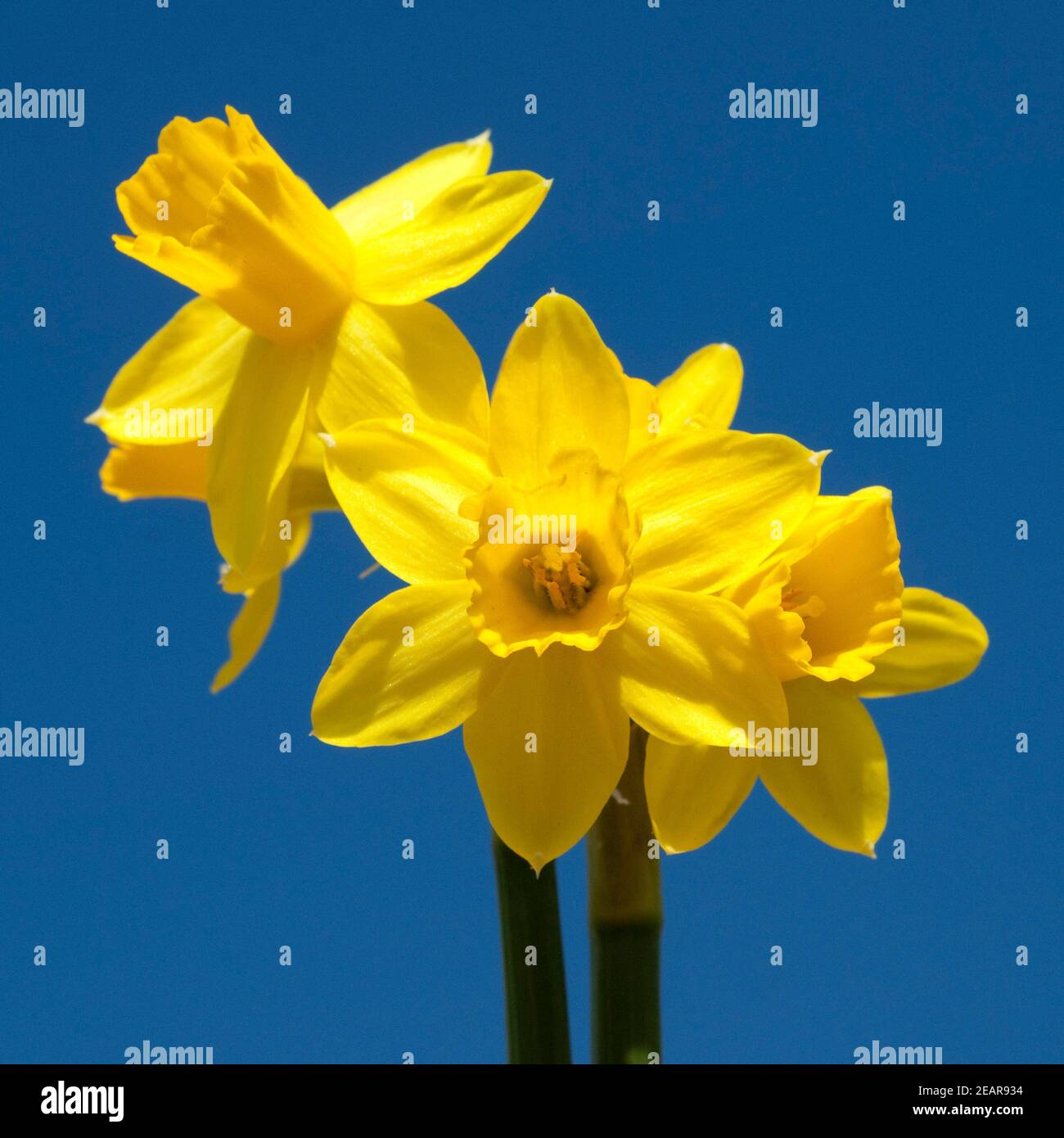 Narzisse, Narcissus, Osterglocke Stock Photo