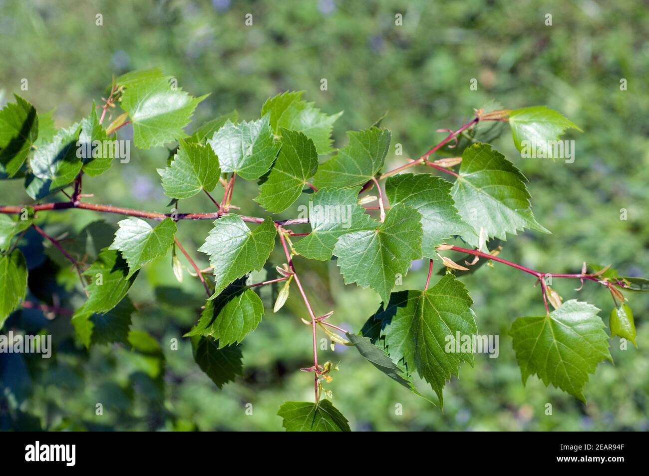 Mongolische, Linde, Tila, mongolica Stock Photo