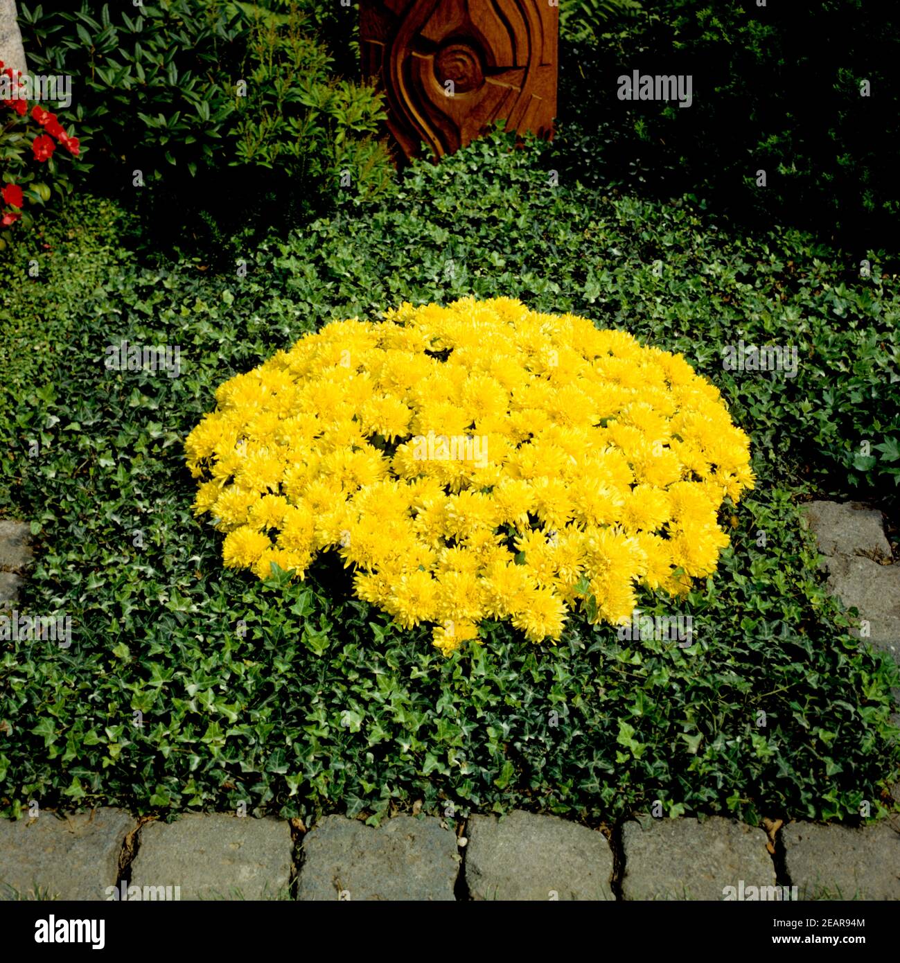 Grabbepflanzung  Chrysanthemen Stock Photo