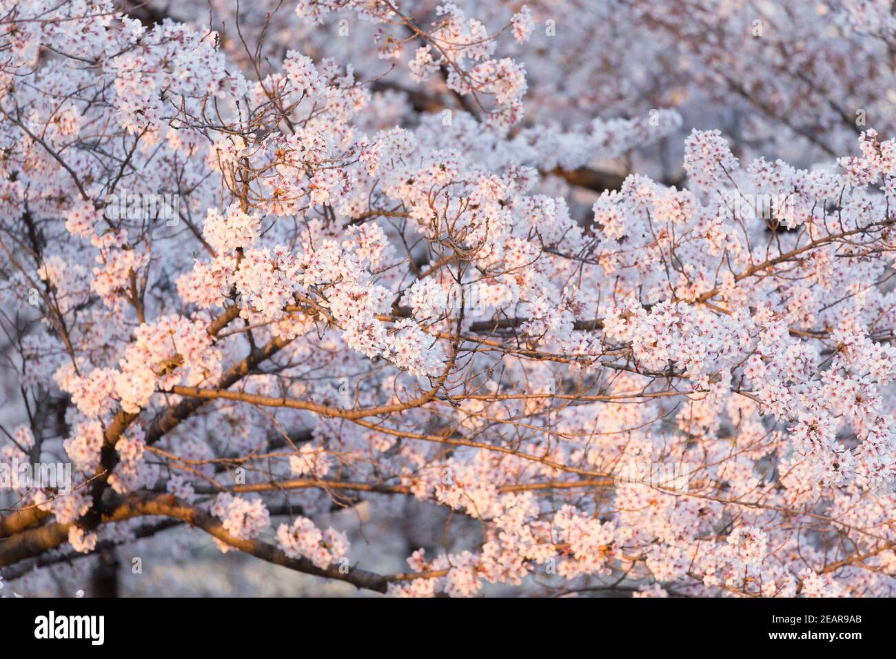 Sunset cherry blossoms hi-res stock photography and images - Alamy