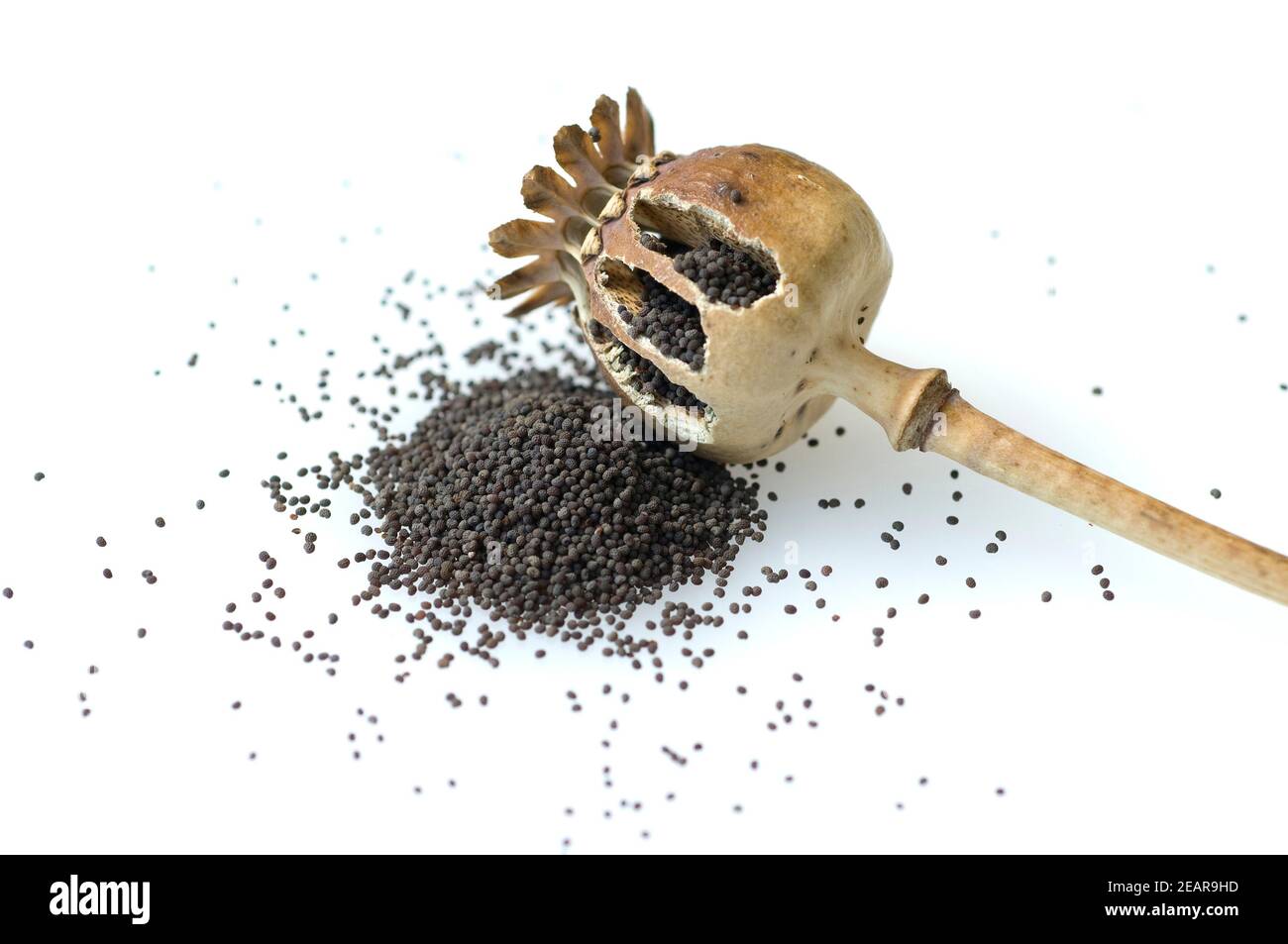 Opium papaver poppy seed Cut Out Stock Images & Pictures - Alamy