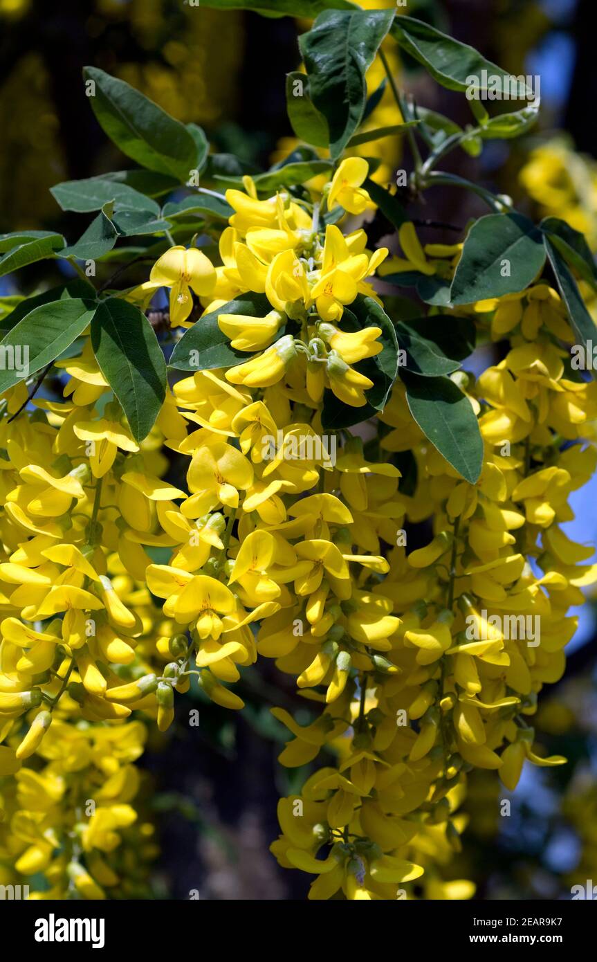 Goldregen  Laburnum vulgare Stock Photo