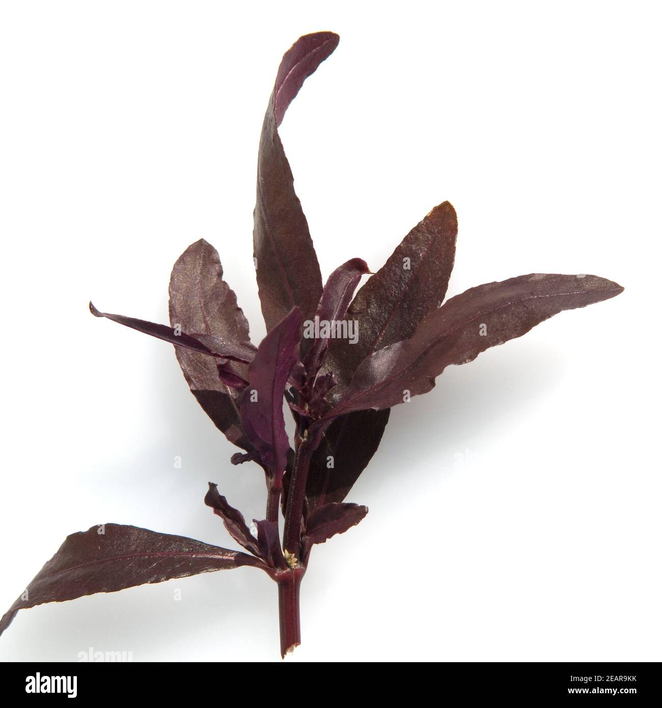 Mukunu-Wenna, Alternanthera sessilis, Asia Kraut, Heilpflanzen, Stock Photo