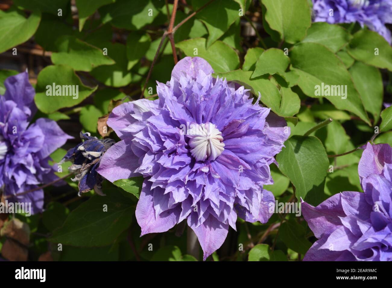 Multi Blue, Clematis-Hybride, Clematis Stock Photo