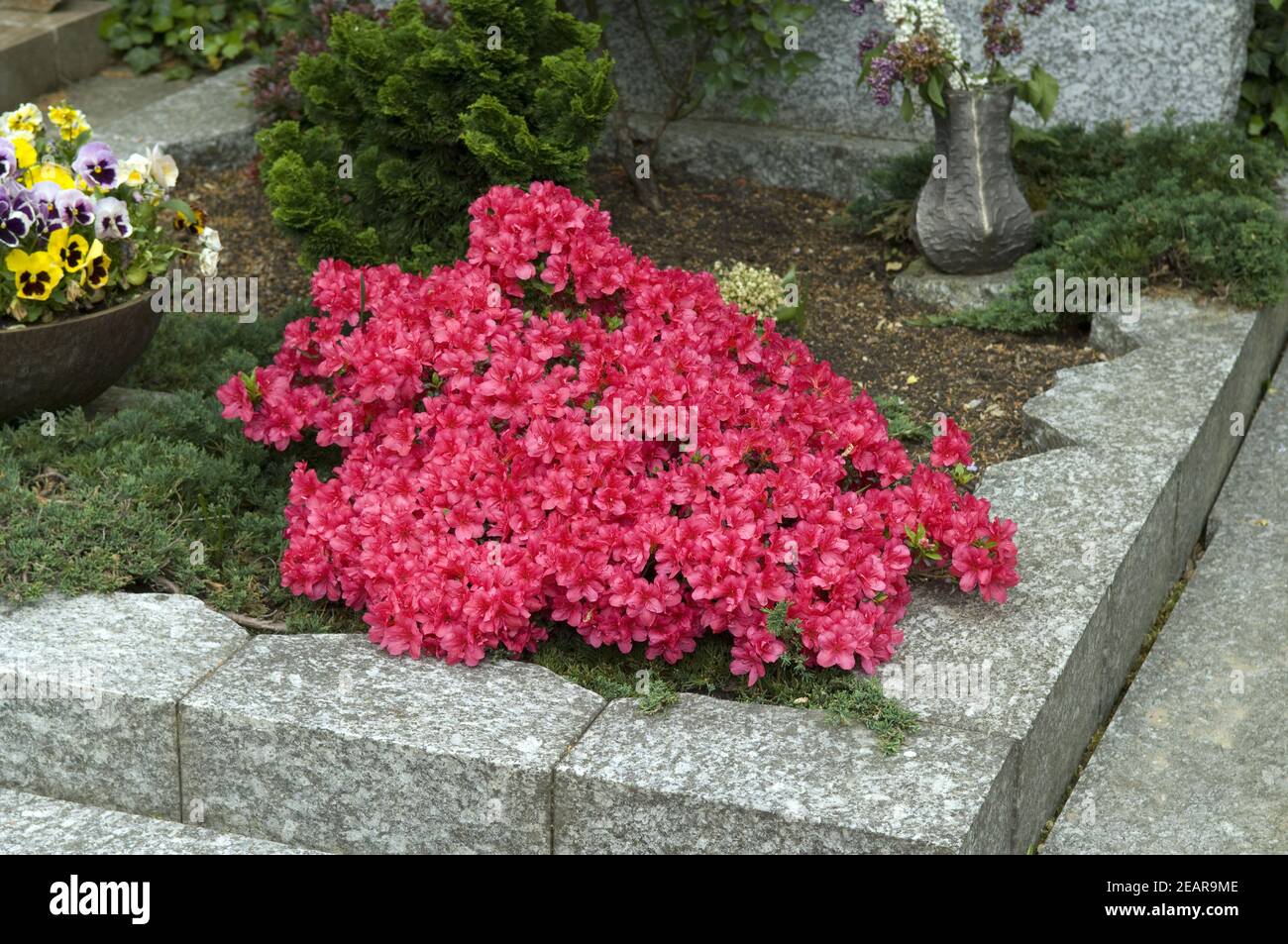 rhododendron pink pearl Rhododendron Yaku Sunrise 2gal Pink – Cornell Farm main image 1