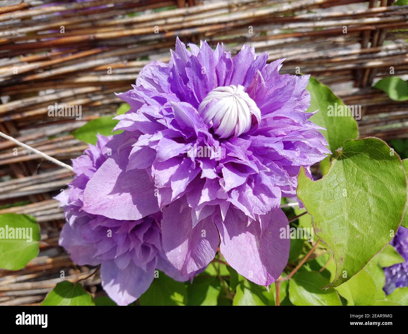 Multi Blue, Clematis-Hybride, Clematis Stock Photo