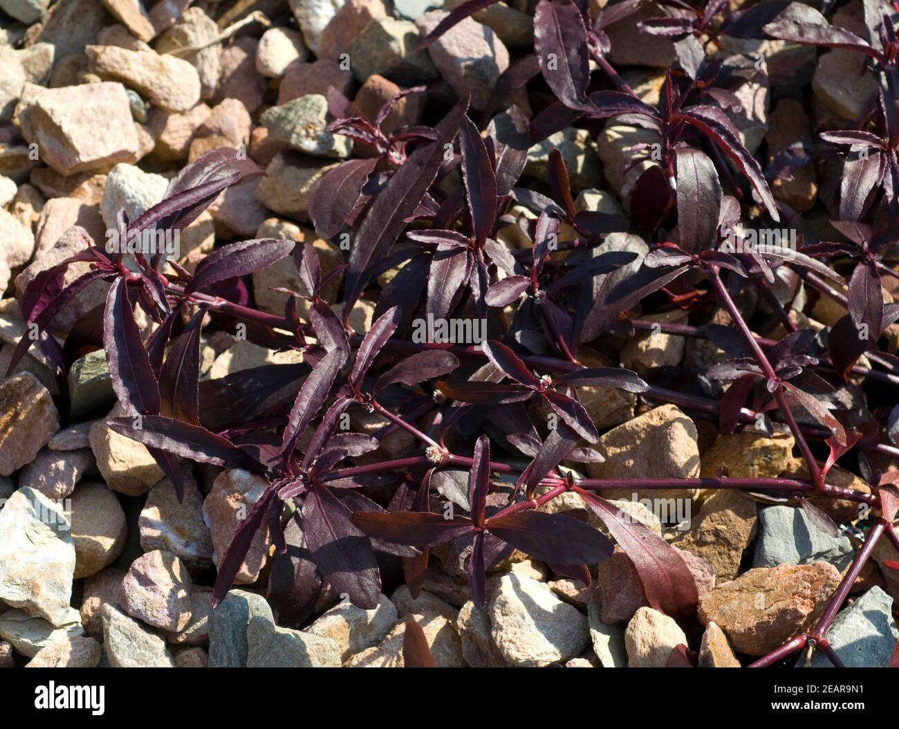 Mukunu-Wenna, Alternanthera sessilis Stock Photo