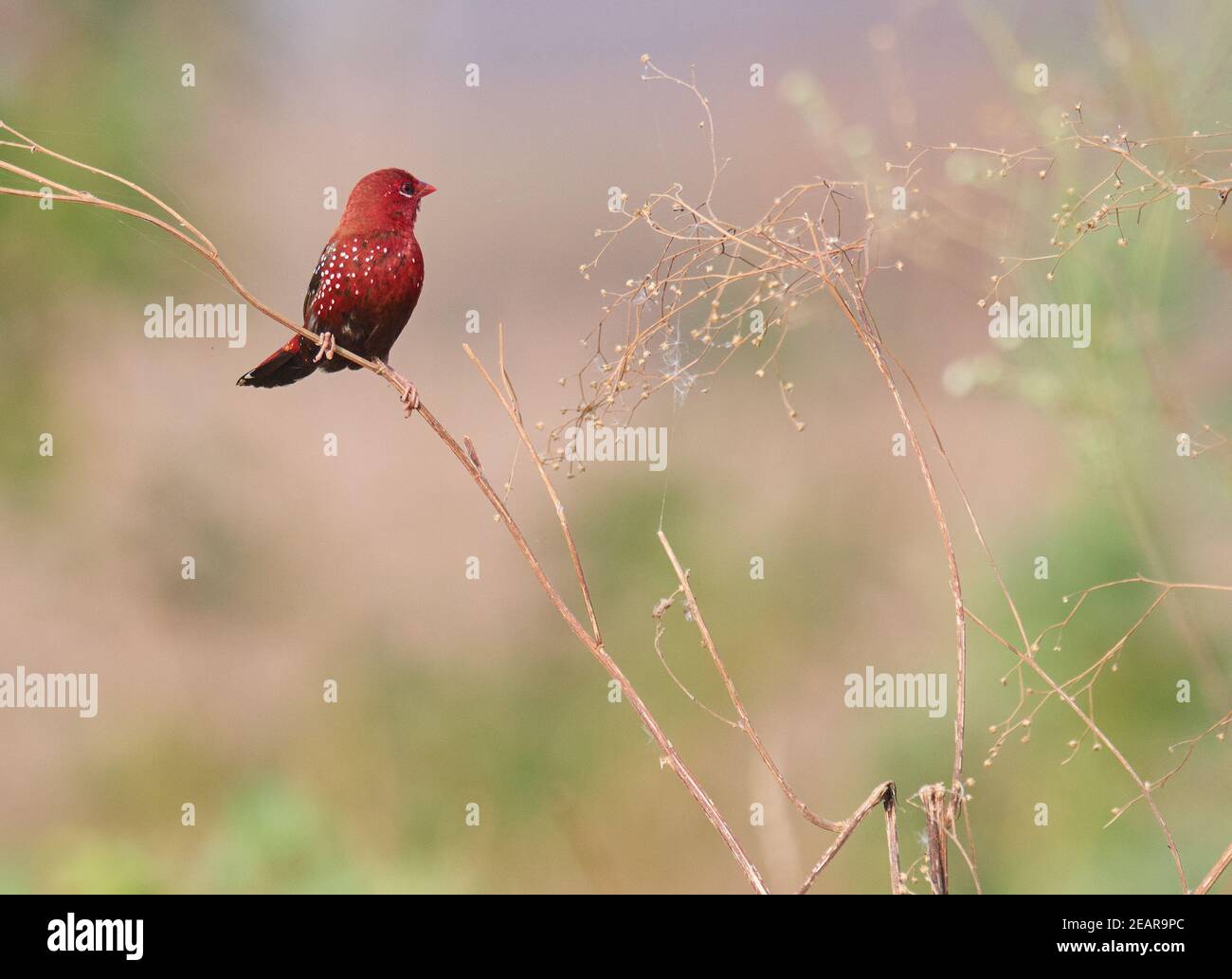 Colours are the smiles of nature --red avadavat (Amandava amandava) Stock Photo