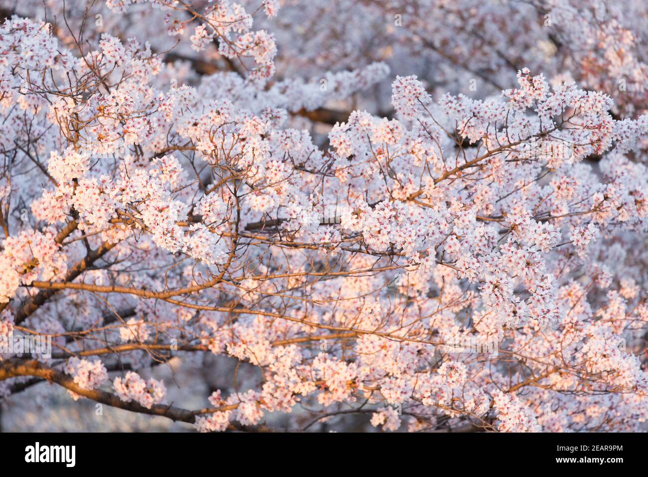 Cluster of cherry blossoms hi-res stock photography and images - Alamy