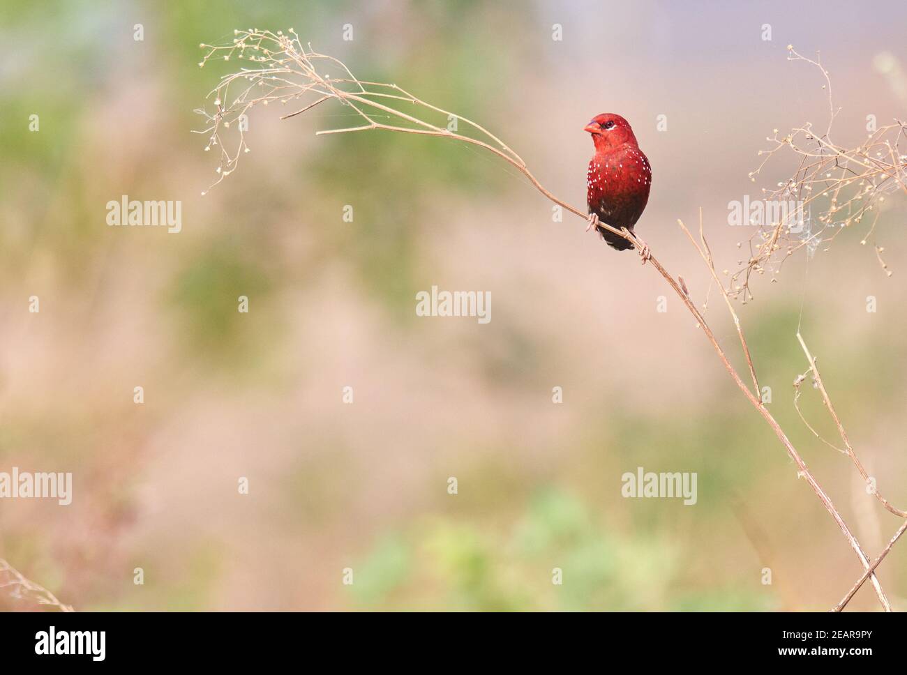Colours are the smiles of nature --red avadavat (Amandava amandava) Stock Photo