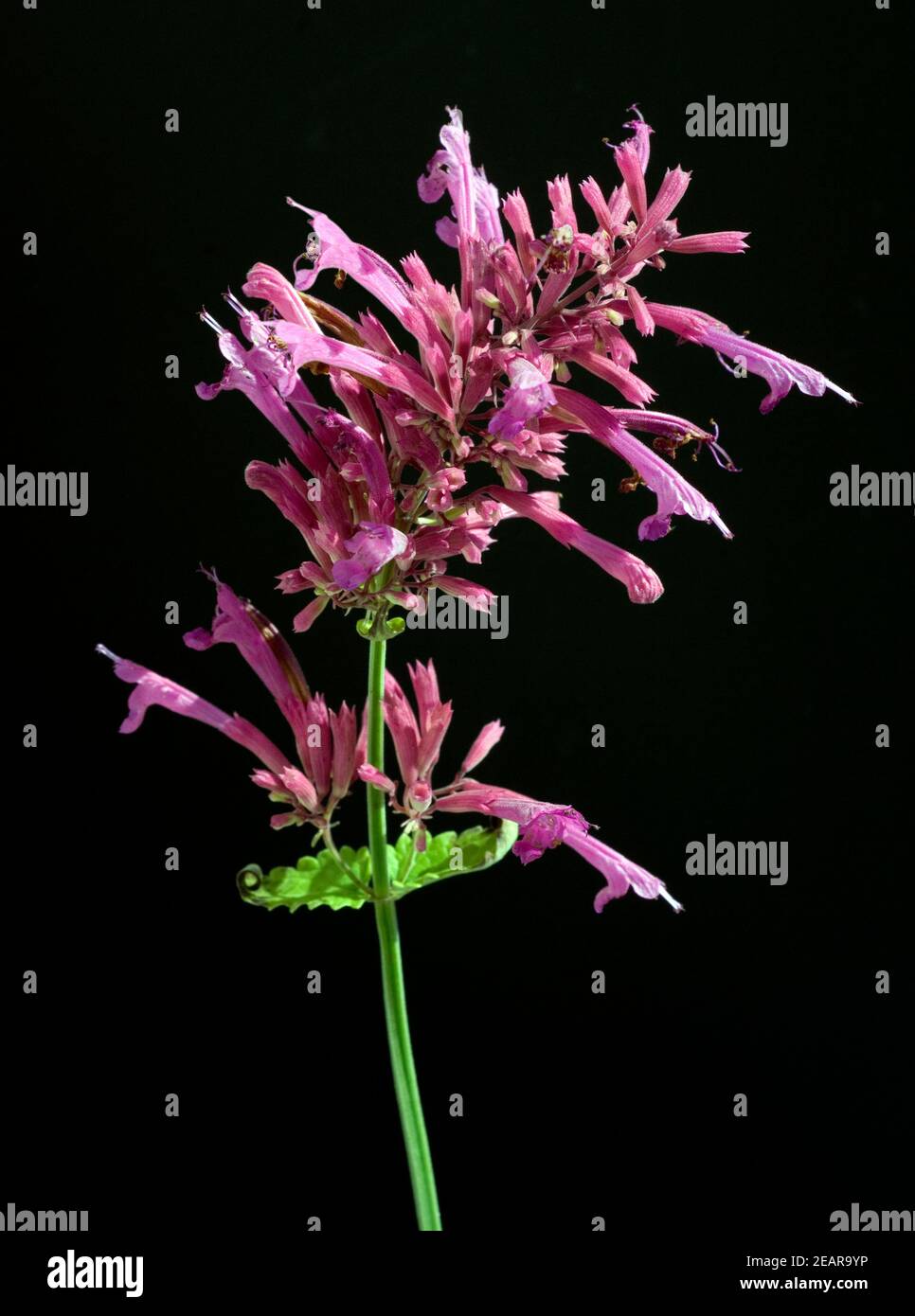 Moskitopflanze; Agastache cana Stock Photo