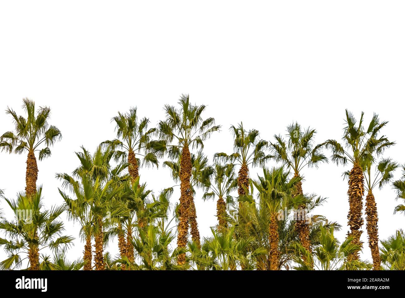 Shape Of Palm Trees High Resolution Stock Photography and Images - Alamy