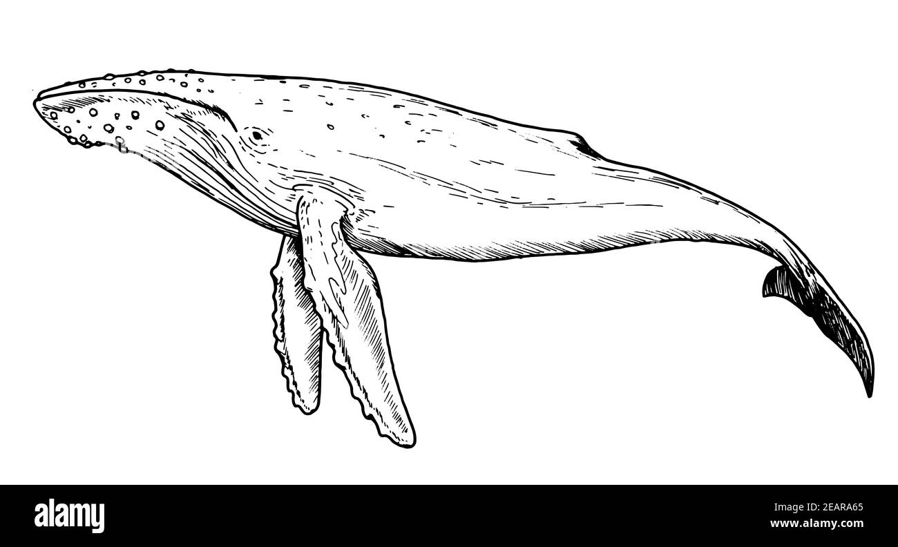 Blue whale | Oh, whale... | Digital illustration | Sea drawing | Ocean |  Waves | Kids T-Shirt | Nancy Soulliard's Artist Shop