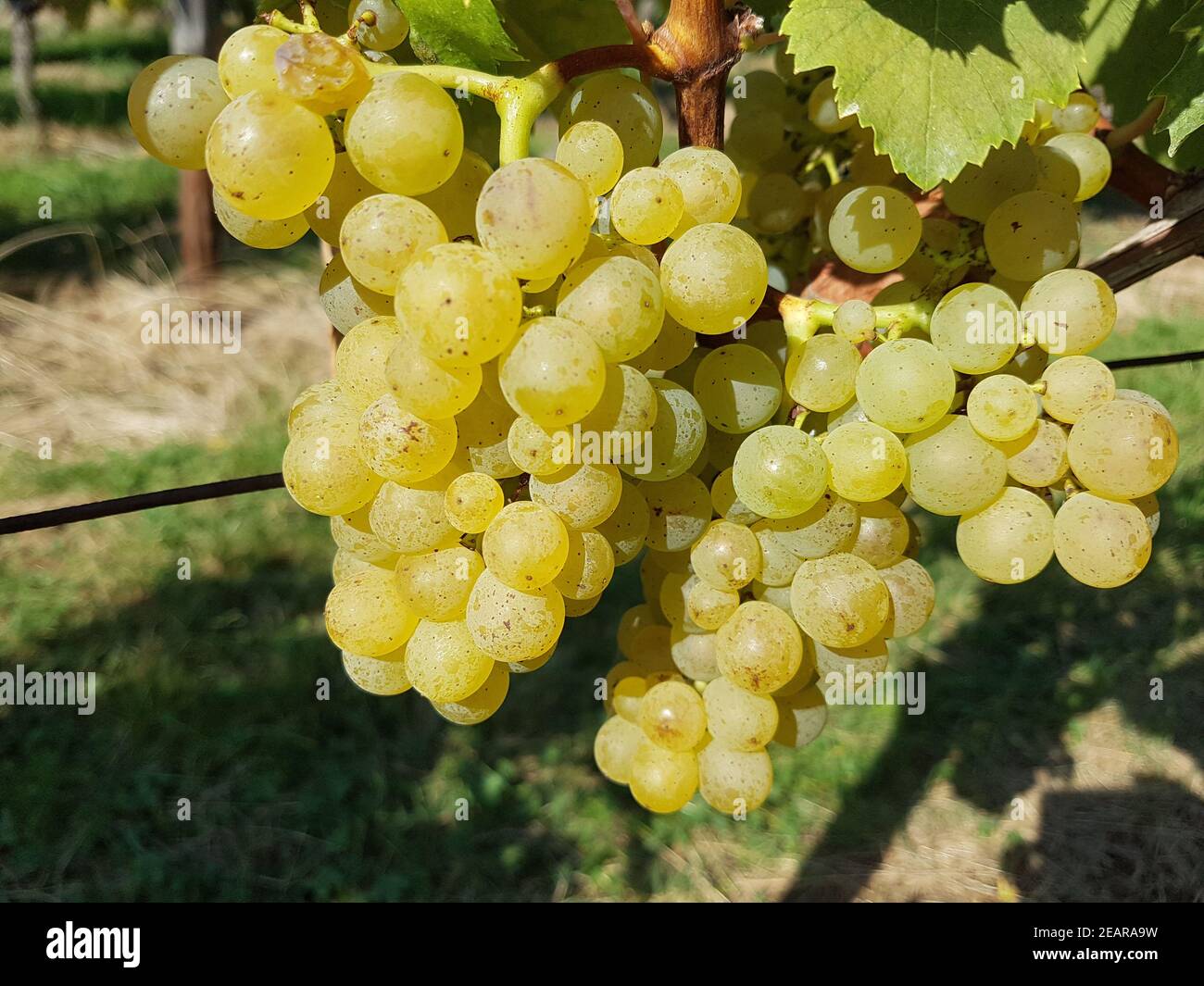 Mueller-Thurgau, Vitis, vinifera, Traube Stock Photo