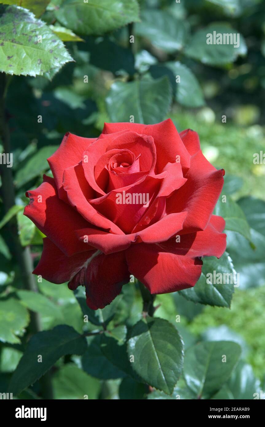 Grande Amore  Teehybrid-Rose Stock Photo