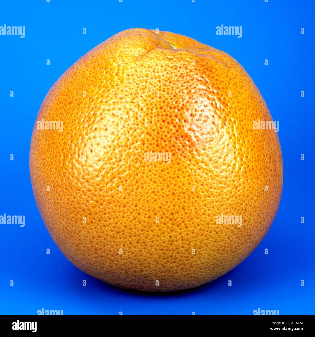 Grapefruit, Citrus paradisi Stock Photo