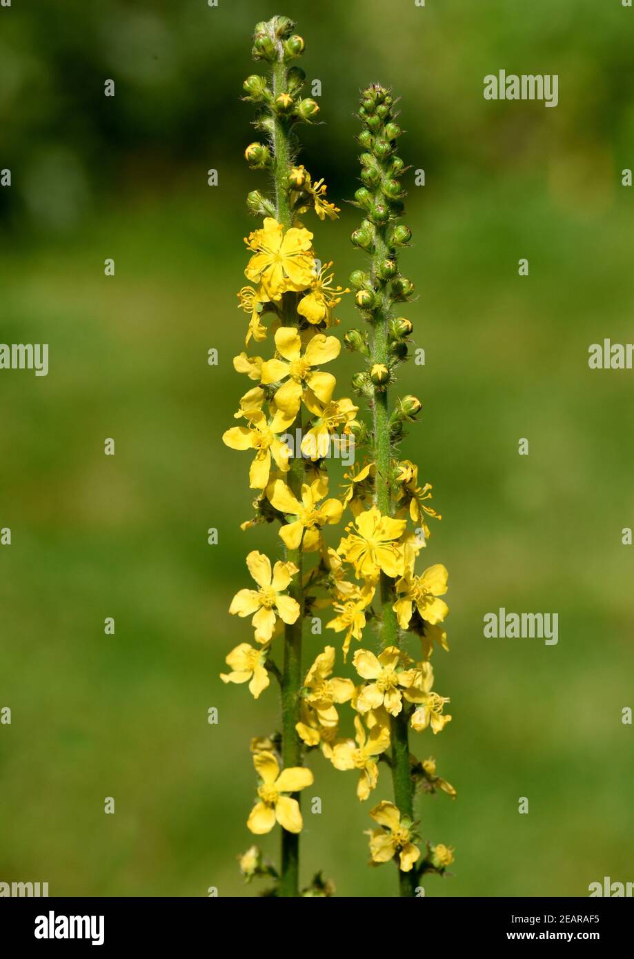 Odermenning, Agrimonia, Eupatoria Stock Photo
