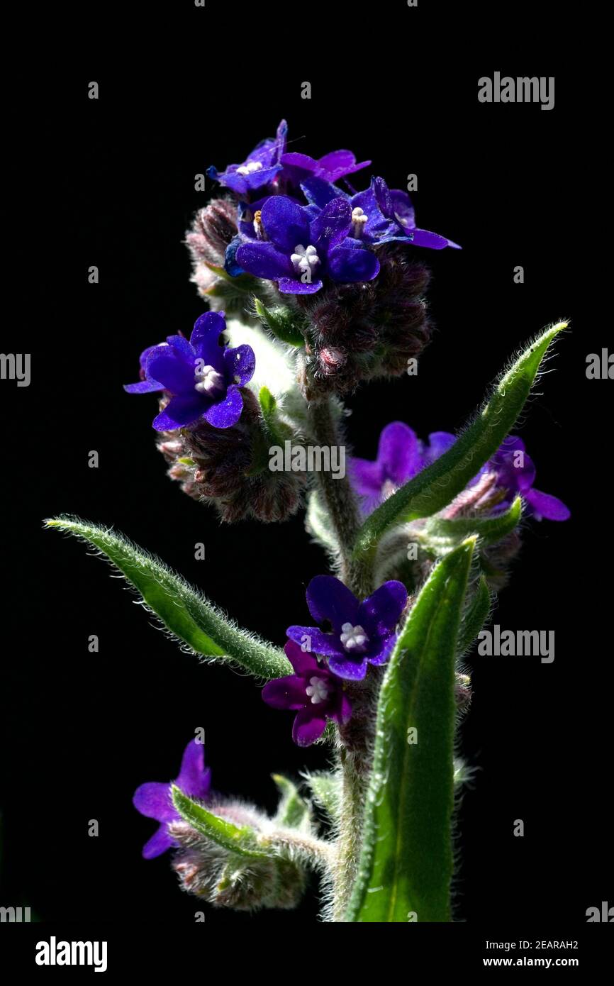 Ochsenzunge; Azurblaue Ochsenzunge; Anchusa azurea Stock Photo