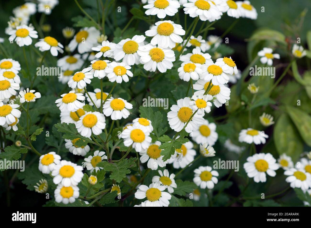 Mutterkraut Stock Photo